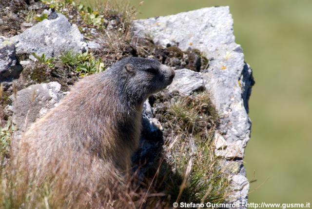  Marmotta - click to next image