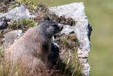 20070825_120435 Marmotta