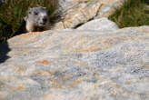 20070825_154011 Marmotta