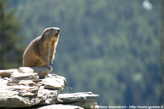  Marmotta fischiante - click to next image