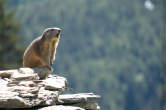 20120827_133544 Marmotta fischiante