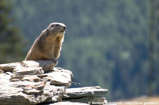  Marmotta - click to next image