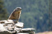 20120827_133721 Marmotta