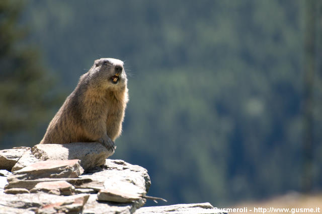  Marmotta fischiante - click to next image