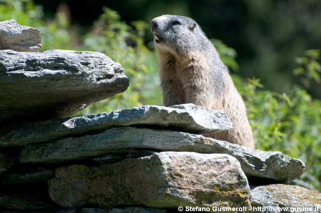  Marmotta fischiante - click to next image