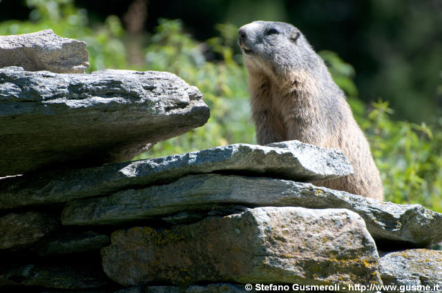  Marmotta - click to next image