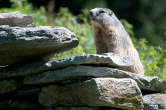 20120827_135644 Marmotta