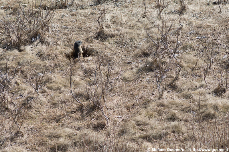  Marmotta - click to next image