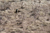 20130415_145056 Marmotta