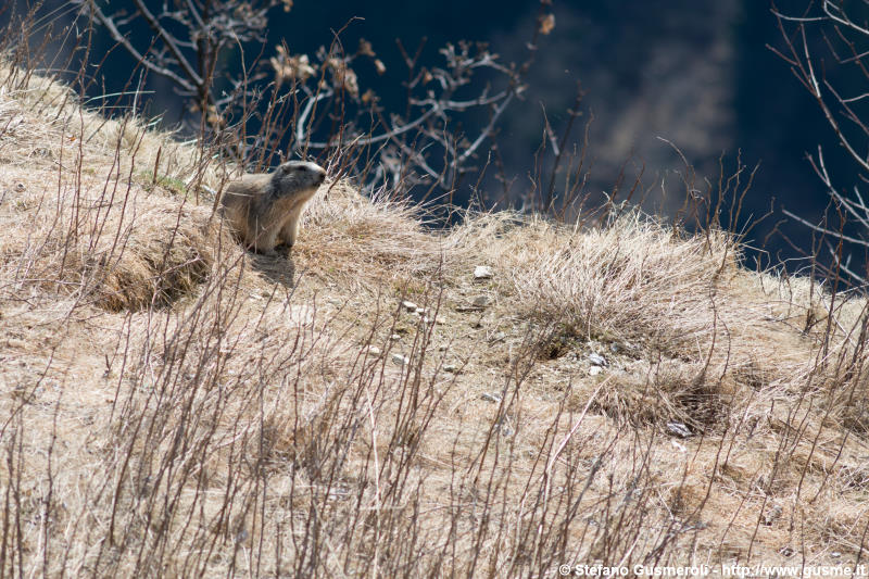  Marmotta - click to next image