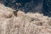 20130415_145133 Marmotta