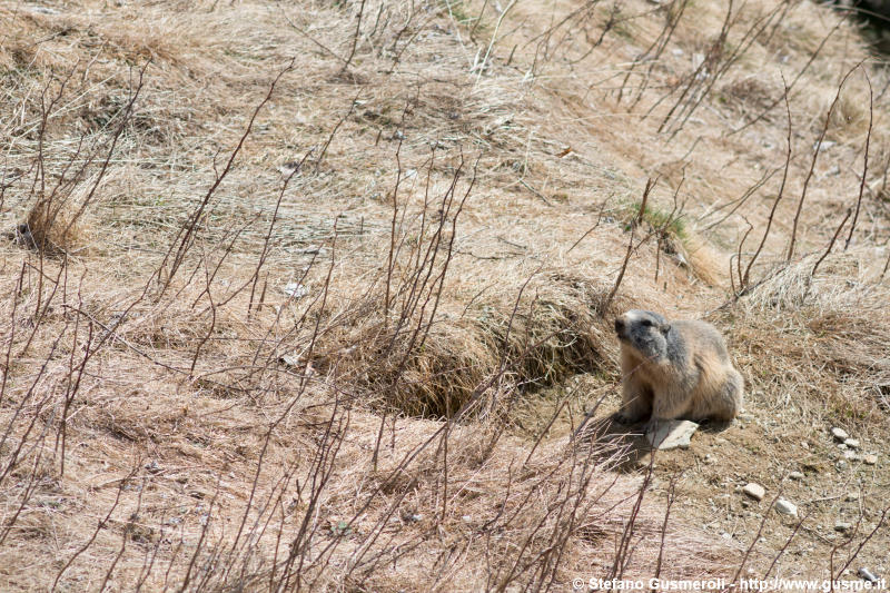  Marmotta - click to next image