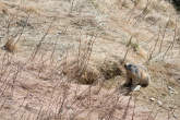 20130415_145935 Marmotta