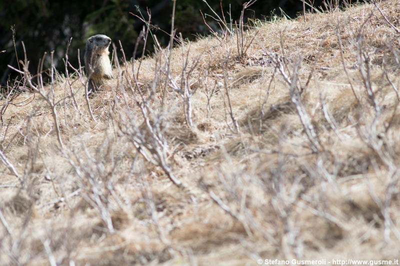  Marmotta - click to next image