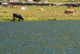 20070720_101510 Lago e mucche al pascolo