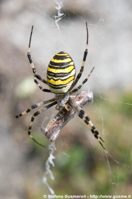  Ragno vespa - Argiope bruennichi - click to next image