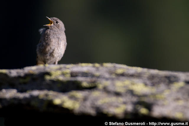  Giovane passero codirosso - click to next image