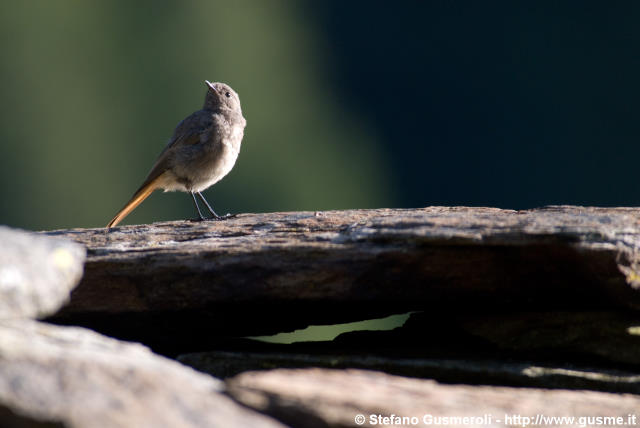  Giovane passero codirosso - click to next image