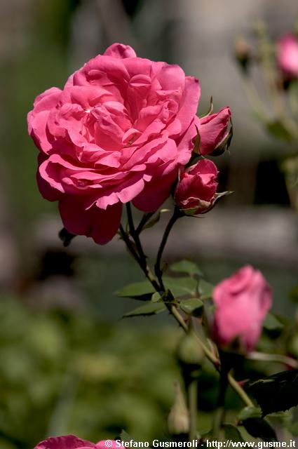  Rosa - click to next image