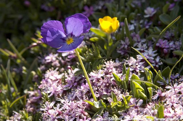  Viola Calcarata - click to next image