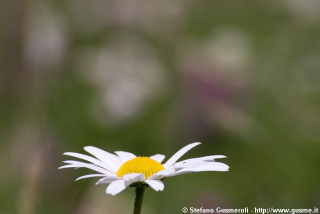  Margherita alpina - click to next image