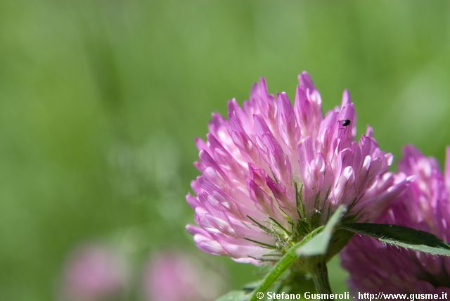  Armeria alpina - click to next image