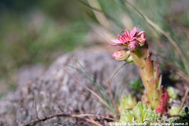  Sempervivum arachnoideum - click to next image