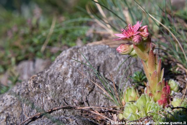  Sempervivum arachnoideum - click to next image