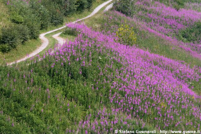  Strada tra gli epilobi - click to next image