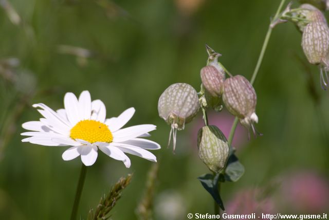  Margherita alpina e Silene - click to next image