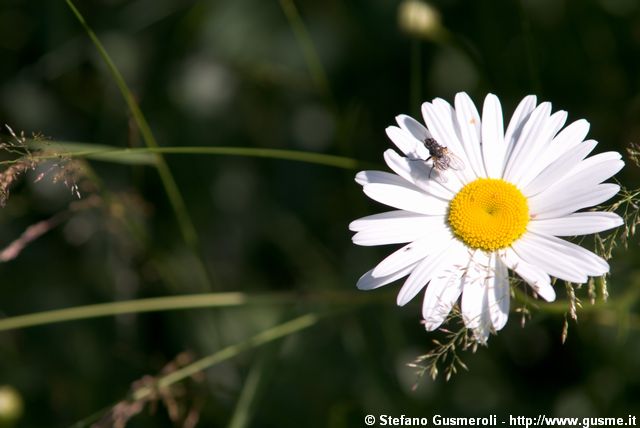  Margherita alpina - click to next image