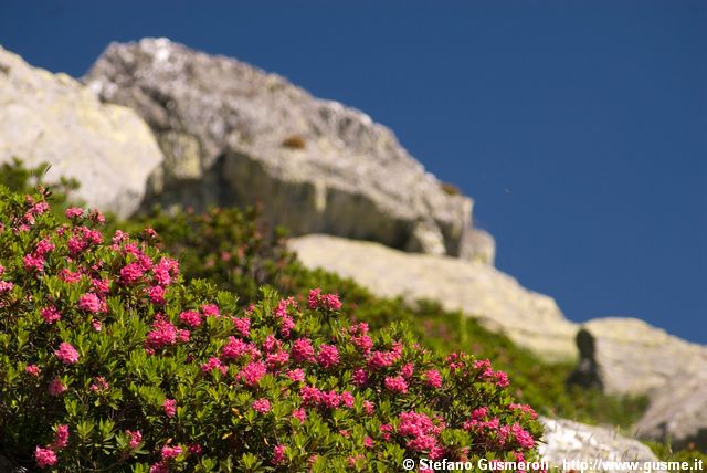  Rododendri in fiore - click to next image