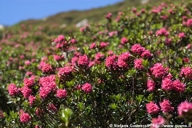  Rododendri - click to next image