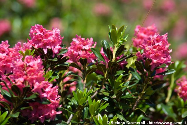  Rododendri - click to next image