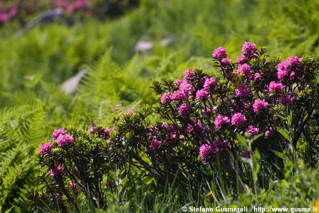  Rododendri - click to next image