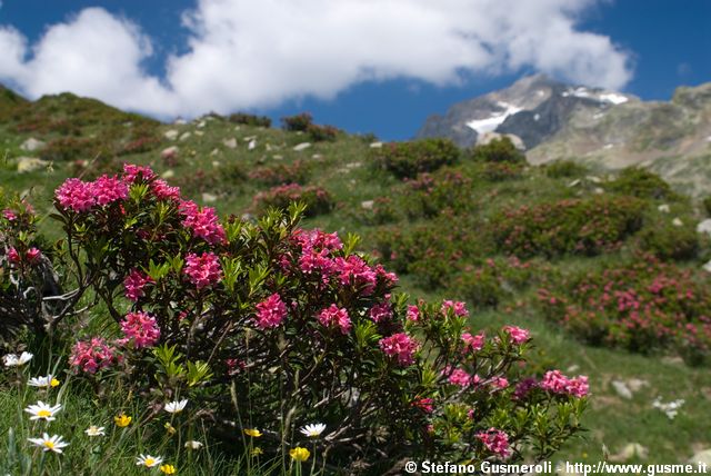  Rododendri - click to next image