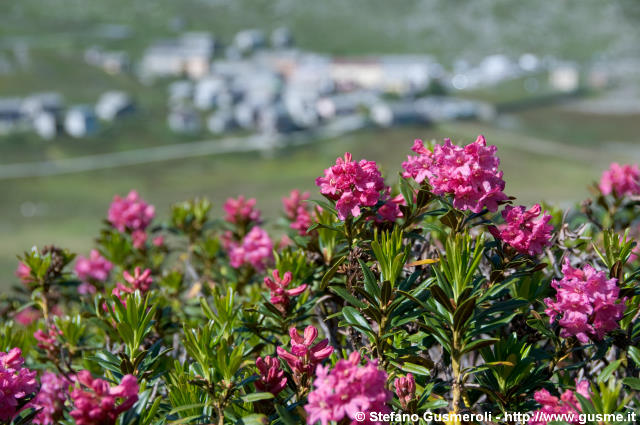  Rododendri - click to next image