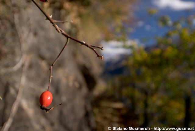  Rosa canina - click to next image