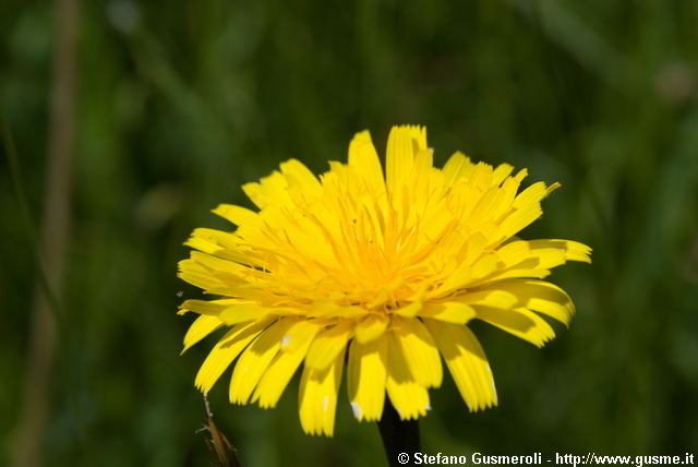  Taraxacum alpinum - Dente di Leone alpino - click to next image