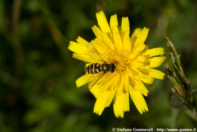  Taraxacum alpinum - Dente di Leone alpino - click to next image