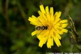 20060615_103003 Taraxacum alpinum - Dente di Leone alpino