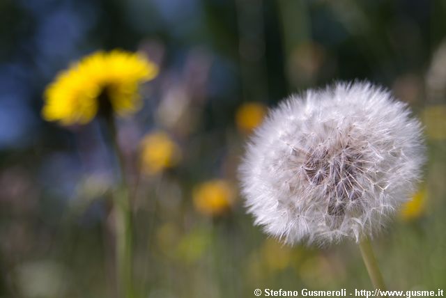  Taraxacum alpinum - Dente di Leone alpino - click to next image