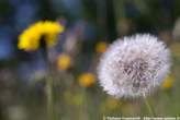 20060615_103216 Taraxacum alpinum - Dente di Leone alpino