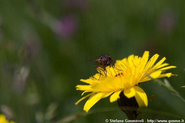  Taraxacum alpinum - Dente di Leone alpino - click to next image