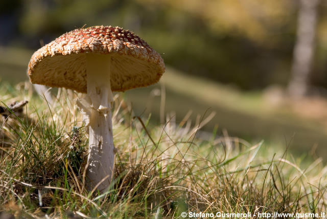  Amanita muscaria - click to next image