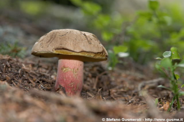  Boletus edulis subspecie pinicola - Porcino Brisa Nera - click to next image