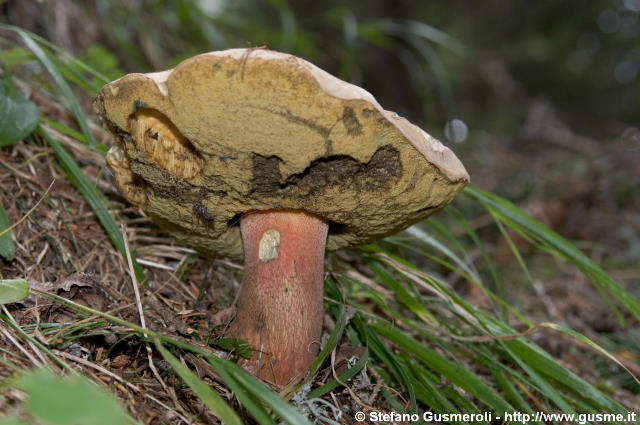  Boletus edulis subspecie pinicola - Porcino Brisa Nera - click to next image