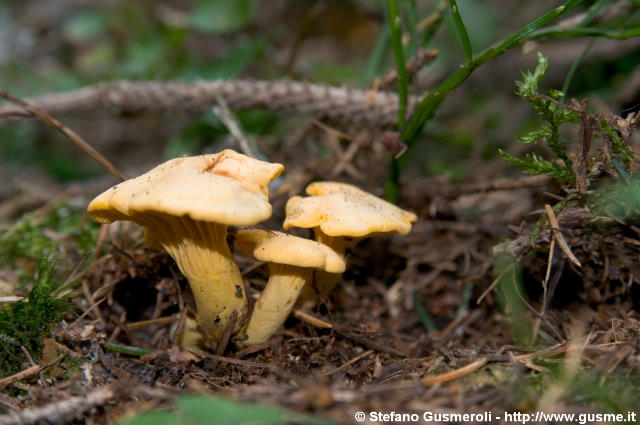  Giallini - Cantharellus cibarius - click to next image