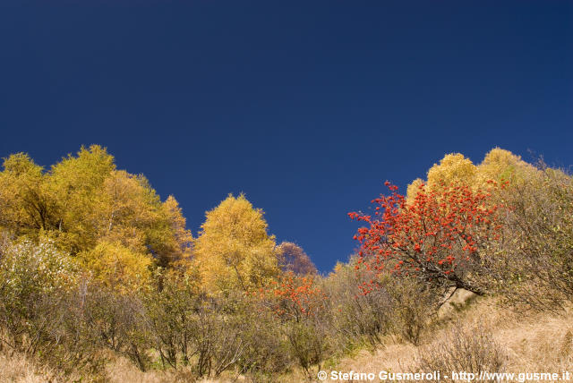  Bosco autunnale - click to next image