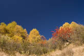 20061026_131701 Bosco autunnale